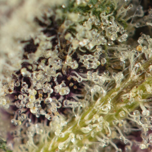 pink panties strain seeds pink panties seeds macro shot