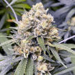 pink-panties-seeds-strain
