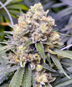 pink panties strain seeds pink panties seeds