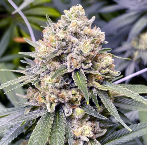 pink panties strain seeds pink panties seeds