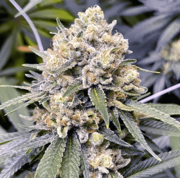 pink-panties-seeds-pink-panties-strain-seeds pink panties strain seeds pink panties seeds