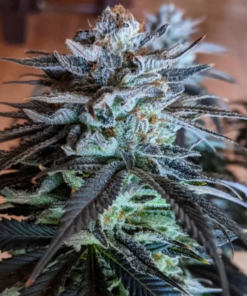 pink panties strain seeds pink panties seeds