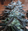 pink-panties-seeds-strain
