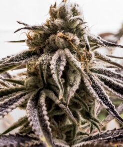 pink panties strain seeds pink panties seeds