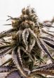 pink panties strain seeds pink panties seeds