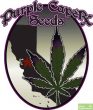 Purple Caper Seeds GOLD LINE - Blackberry Zkittlez - Regular Cannabis Seeds