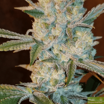 Stinky Seeds – Dead Hooker OG – Feminized Cannabis Seeds