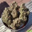 strainsupermarket-5-feminized-uk-cheese-special-offer