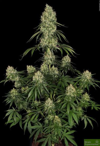 UK Cheese - 5 Feminized Cannabis Seeds