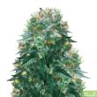 Amnesia Haze x White Widow - 5 Feminized Cannabis Seeds