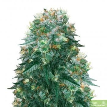 Amnesia Haze x White Widow - 5 Feminized Cannabis Seeds