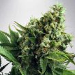 amnesia-haze-x-white-widow-feminized-cannabis-seeds
