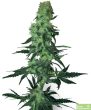 amnesia-haze-x-white-widow-feminized-cannabis-seeds