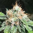 amnesia-haze-x-white-widow-feminized-cannabis-seeds