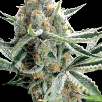 Love Cannabis - Tangie - Feminized Cannabis Seeds