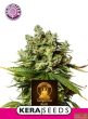Kera California - Tangerine Kush - Feminized Cannabis Seeds