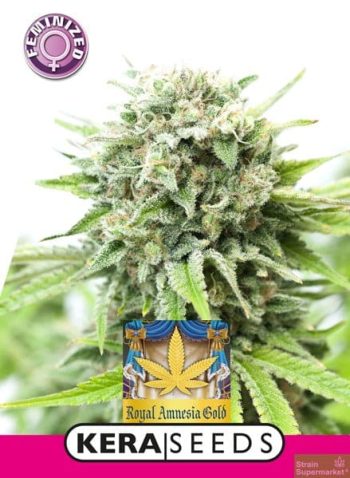 Kera Classic - Royal Amnesia Gold - Feminized Cannabis Seeds