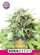 Kera Classic - Royal Amnesia Gold - Feminized Cannabis Seeds