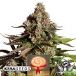 Kera California - Girl Scout Cookies - Feminized Cannabis Seeds