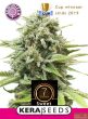 Kera Classic - Sweet Seven Eleven - Feminized Cannabis Seeds