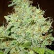 northern-lights-x-ak47-feminized-cannabis-seeds
