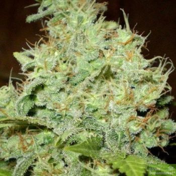 Northern Lights x AK47 - 5 Feminized Cannabis Seeds