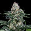 dinafem-orange-juice-feminized-cannabis-seeds