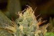 dinafem-orange-juice-feminized-cannabis-seeds