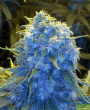 Blue OG - 5 Feminized Cannabis Seeds
