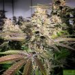 blueberry-seeds-special-offer
