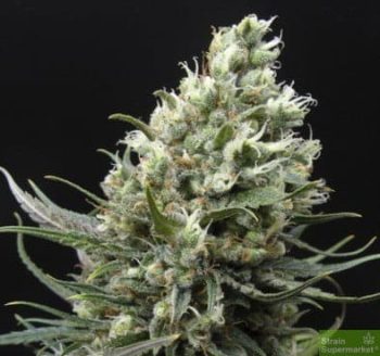 Mexican Haze - 5 Feminized Cannabis Seeds