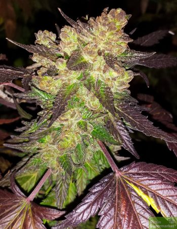 Stinky Seeds – Cherry Pie – Feminized Cannabis Seeds