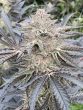 stinky-seeds-white-runtz-feminized-cannabis-seeds