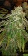hot-tropic-regular-cannabis-seeds-by-oni-seed-co