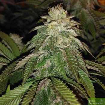 Hot Tropic - Regular Cannabis Seeds by Oni Seed Co