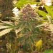 Military Chocolate - Regular Cannabis Seeds by Oni Seed Co