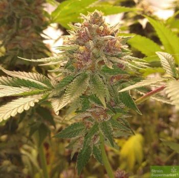 Military Chocolate - Regular Cannabis Seeds by Oni Seed Co