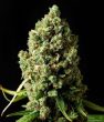 Skunk #1 - 5 Feminized Cannabis Seeds
