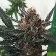 sour-trop-bx-regular-cannabis-seeds-by-oni-seed-co-2
