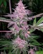 sour-trop-bx-regular-cannabis-seeds-by-oni-seed-co-2
