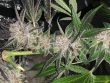 sour-trop-bx-regular-cannabis-seeds-by-oni-seed-co-2
