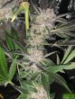 sour-trop-bx-regular-cannabis-seeds-by-oni-seed-co-2