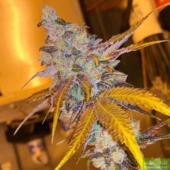 Strawberry Diesel Cookies - Regular Cannabis Seeds by Oni Seed Co