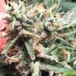 strawberry-diesel-cookies-regular-cannabis-seeds-by-oni-seed-co