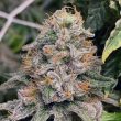 Strawpicanna - Regular Cannabis Seeds by Oni Seed Co