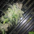 strawpicanna-regular-cannabis-seeds-by-oni-seed-co