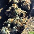 strawpicanna-regular-cannabis-seeds-by-oni-seed-co