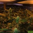 strawpicanna-regular-cannabis-seeds-by-oni-seed-co