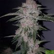 tropicanna-kush-regular-cannabis-seeds-by-oni-seed-co-3