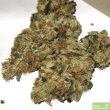 tropicanna-kush-regular-cannabis-seeds-by-oni-seed-co-3